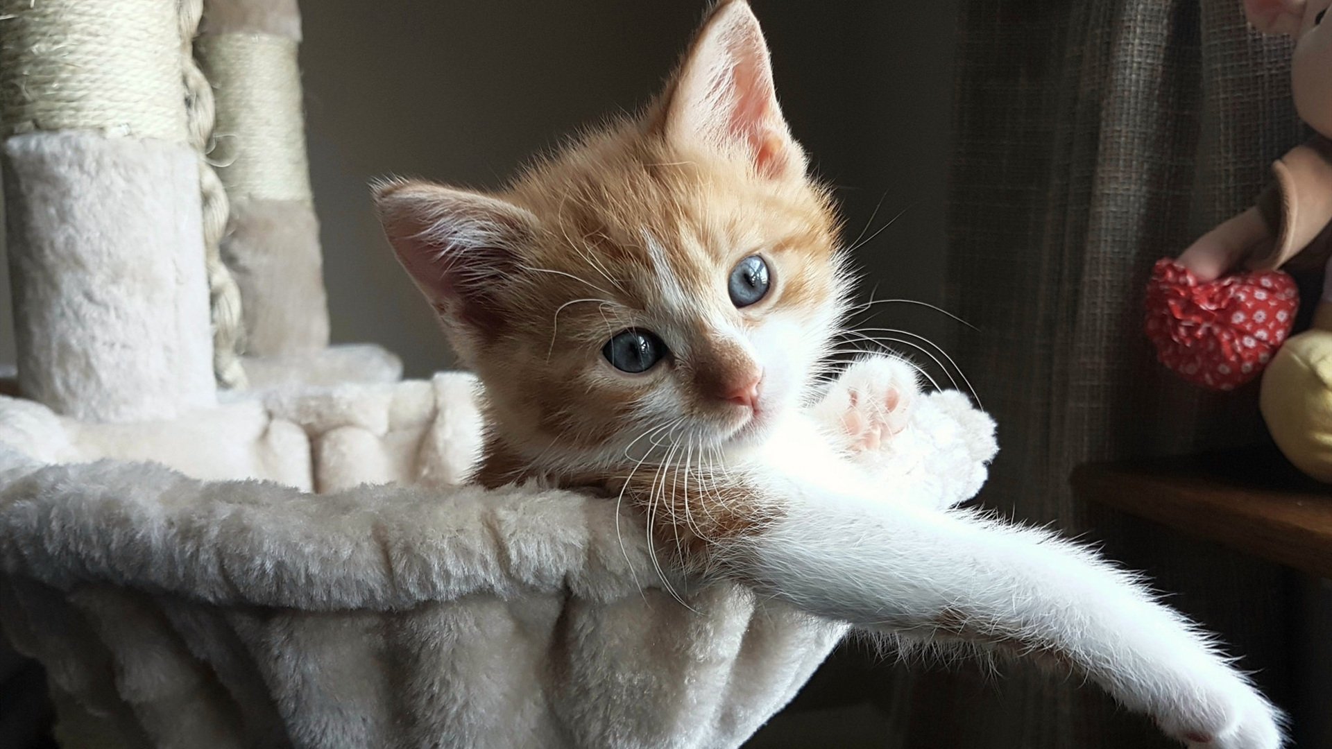 字母哥最后时刻封盖助雄鹿险胜对手，字母哥伤退雄鹿加时险胜热火